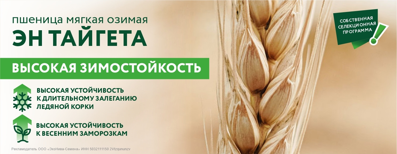 Тайгета